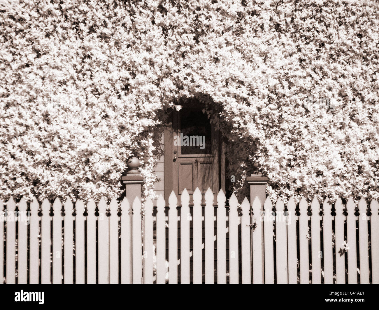 Recinzione, porta & ivy fotografata a raggi infrarossi, Ferndale, CA Foto Stock