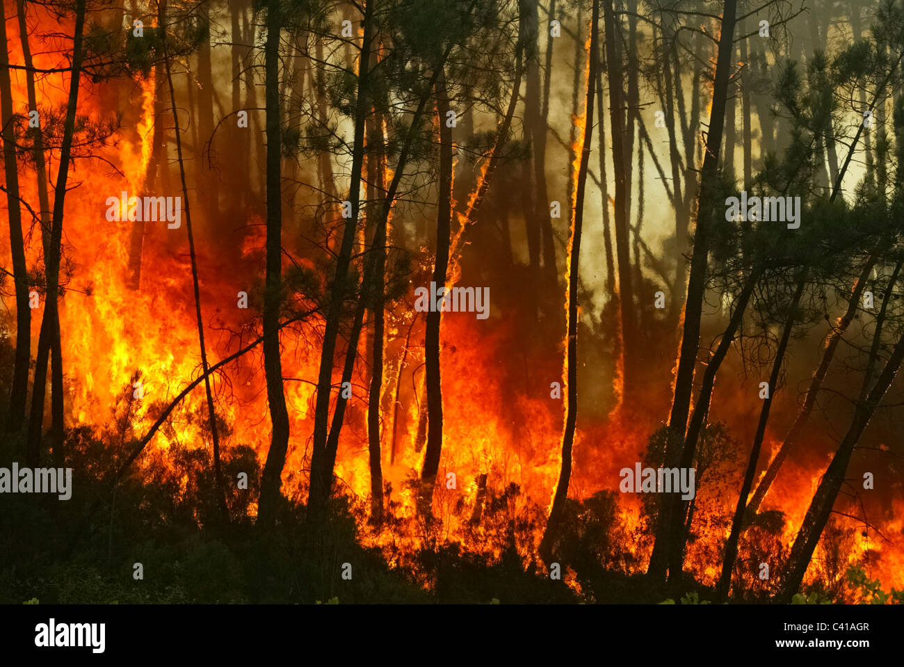 Tronchi di alberi bruciare durante un incendio Foto Stock