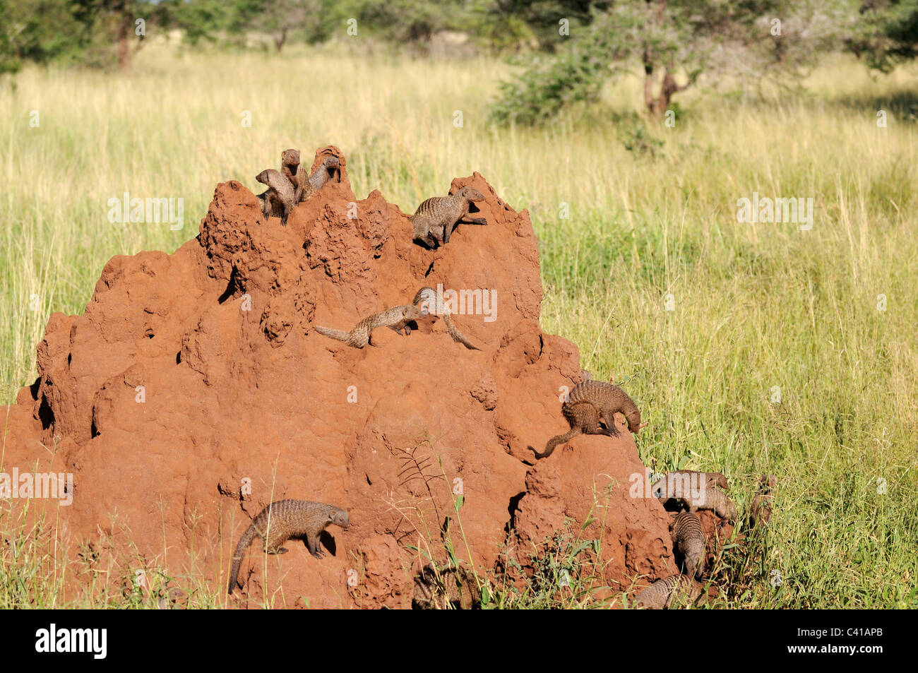 Mongooses nastrati su un tumulo termite nel Parco Nazionale di Tarangire e, Tanzania Foto Stock