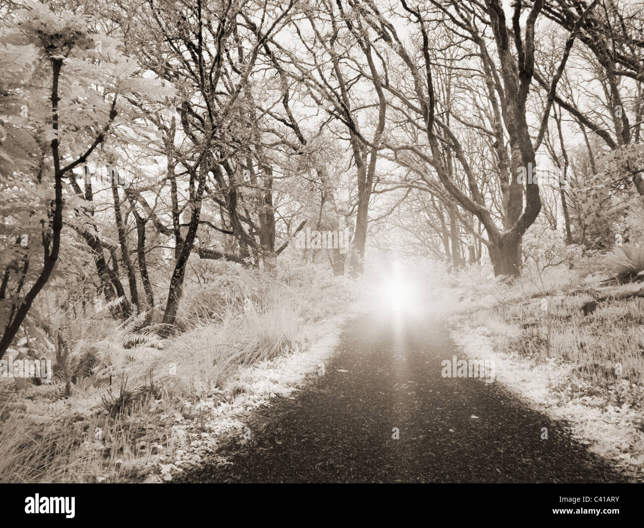 Il sentiero del parco a infrarossi Foto Stock
