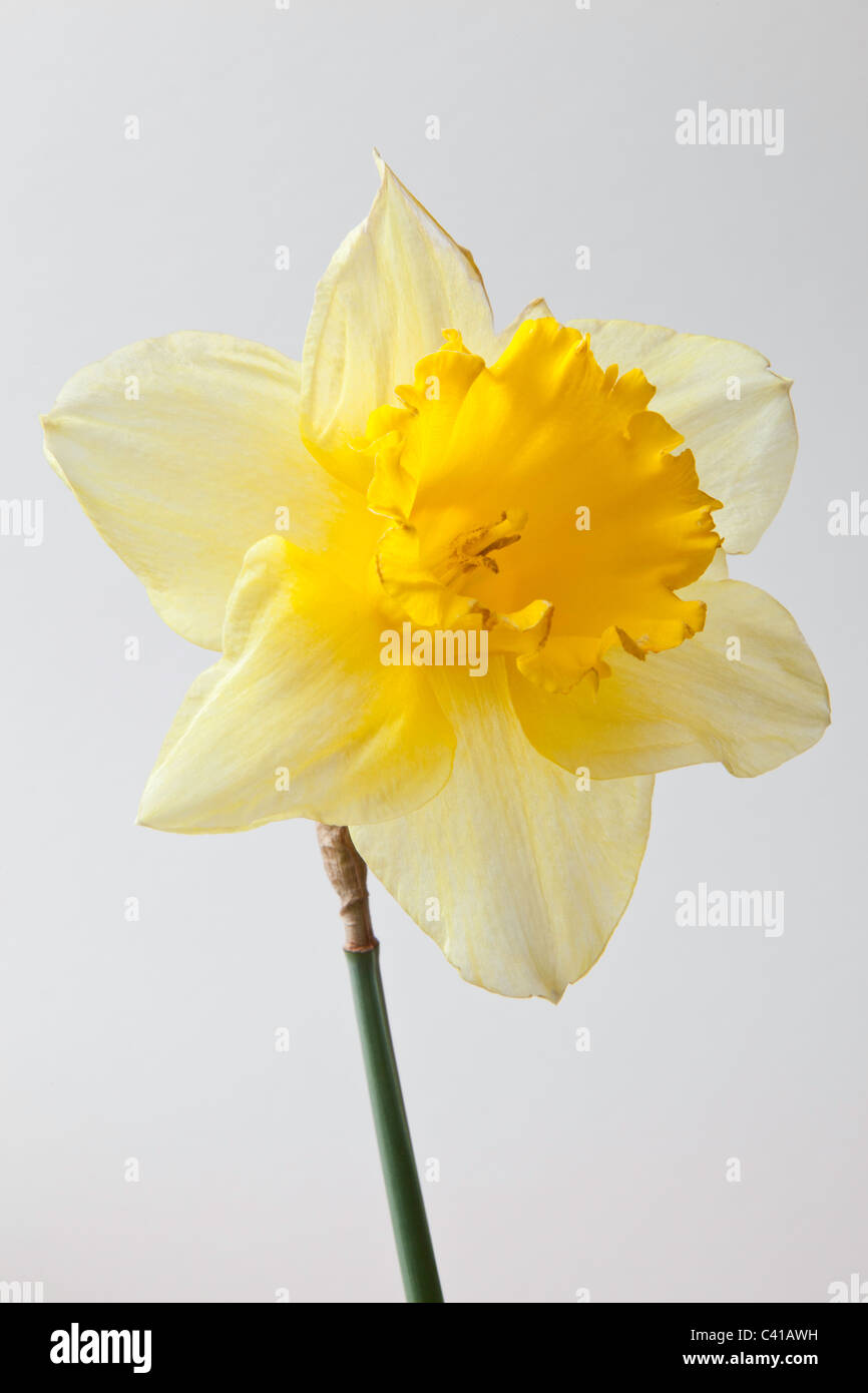 Close-up di daffodil fiore e gambo. Foto Stock