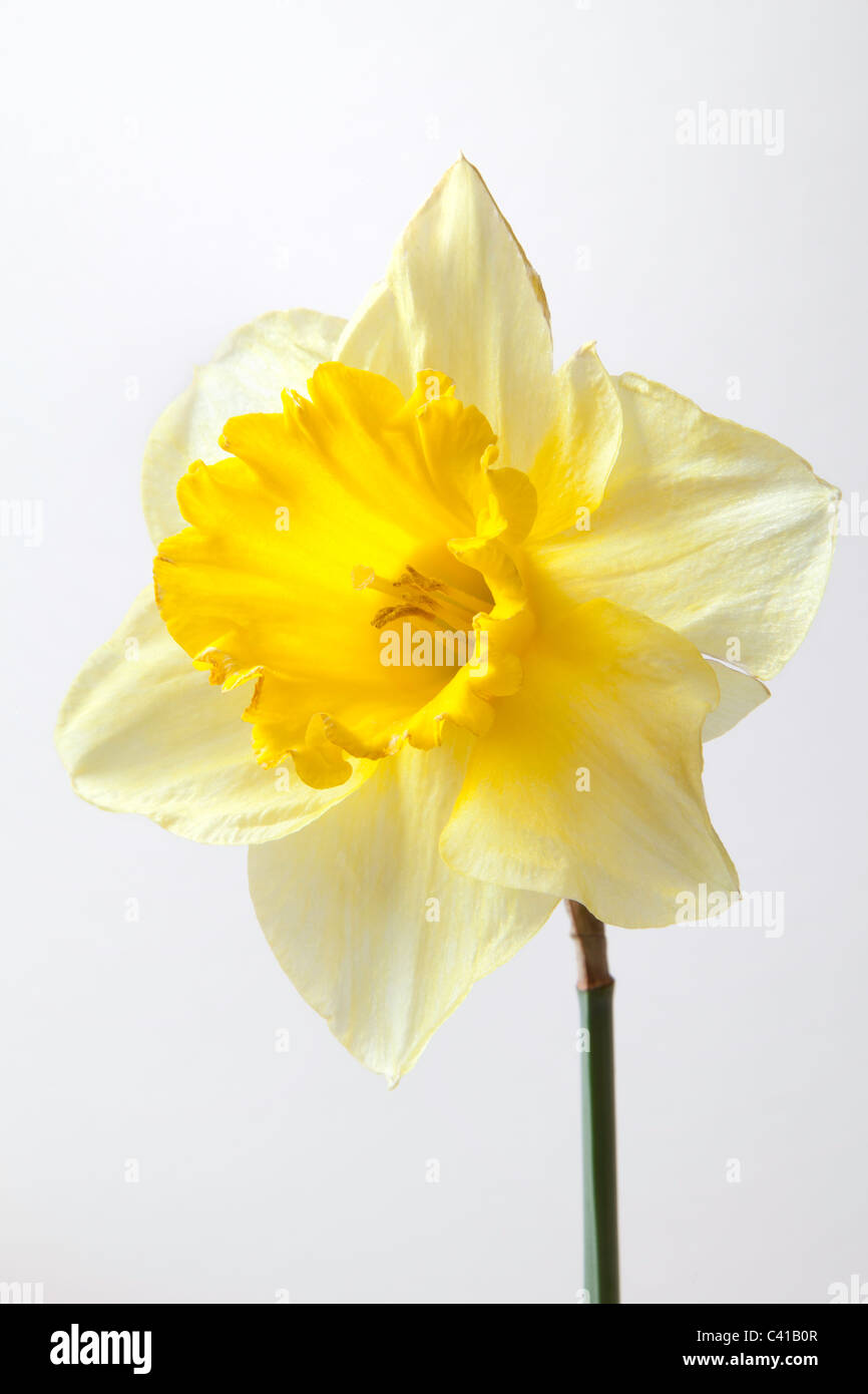 Close-up di daffodil fiore e gambo. Foto Stock