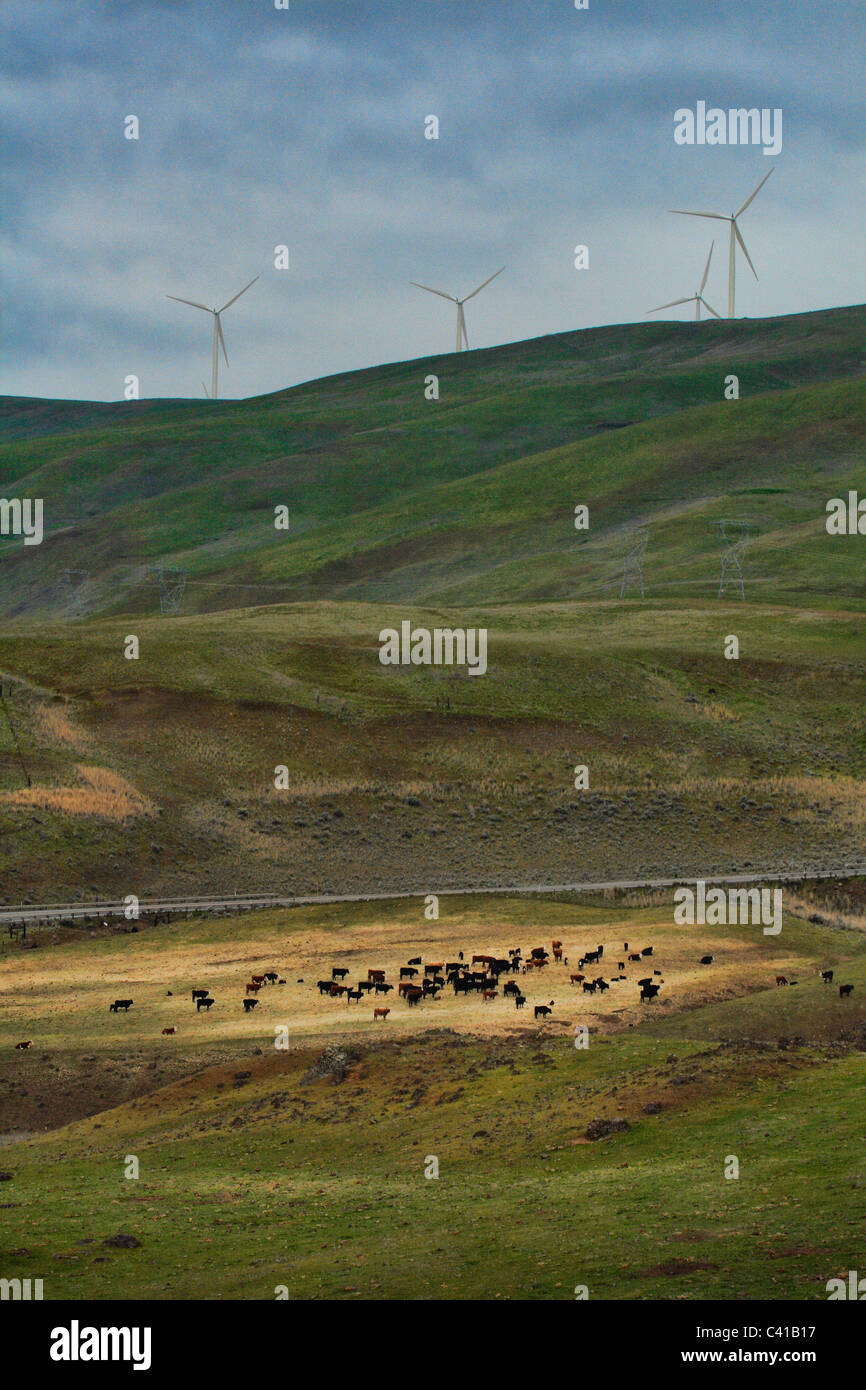 Campo di vacche e di generazione di elettricità mulini a vento Biggs, Oregon Foto Stock
