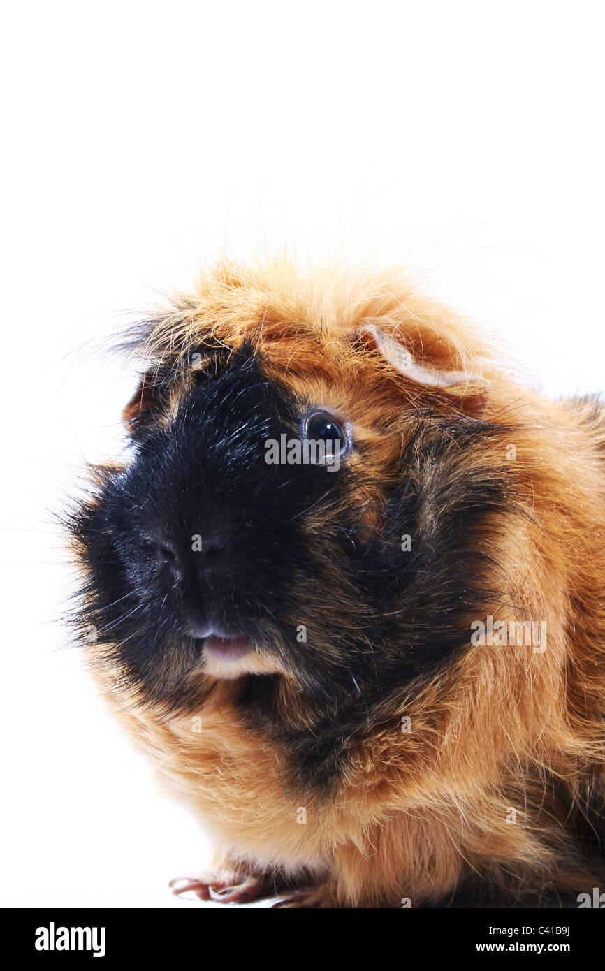 Capelli lunghi nero e lo zenzero cavia Foto Stock