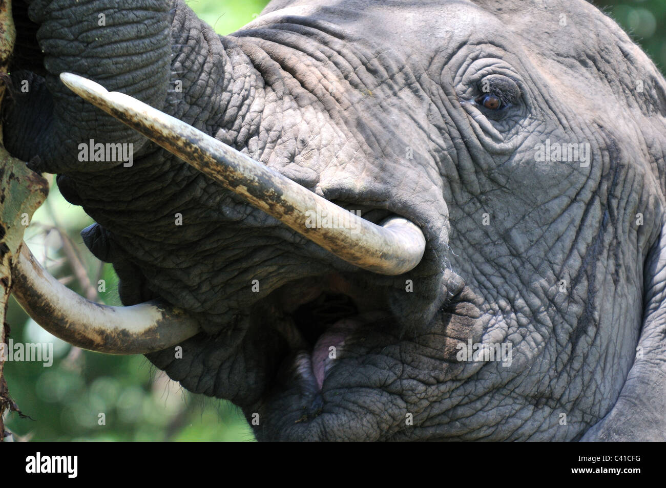 Elefante africano usando zanne contro la striscia di corteccia da un albero in Manyara National Park, Tanzania Foto Stock