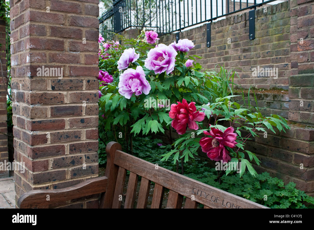 Peonia fiori, chiaramente giardino, Queen Victoria Street, EC4, City of London Foto Stock