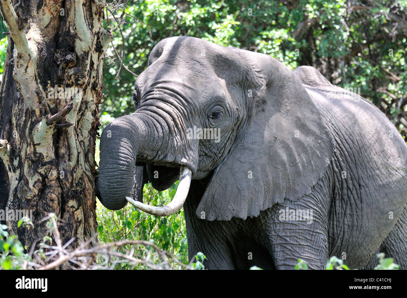 Elefante africano usando zanne di striscia da corteccia di un albero in Manyara National Park, Tanzania Foto Stock