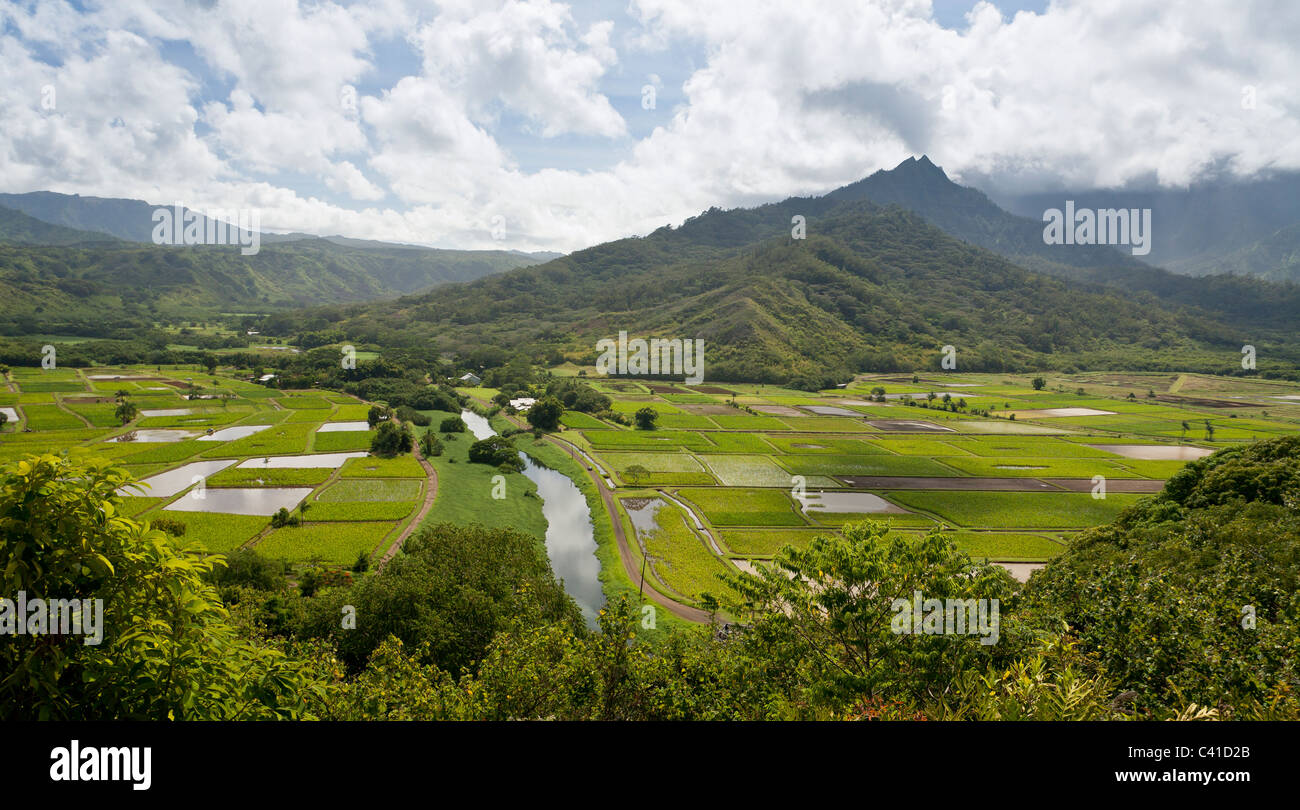 Valle di Hanalei fiume Taro e campi. I rigogliosi campi di taro linea le rive del fiume Hanalei come curve di montagna Foto Stock