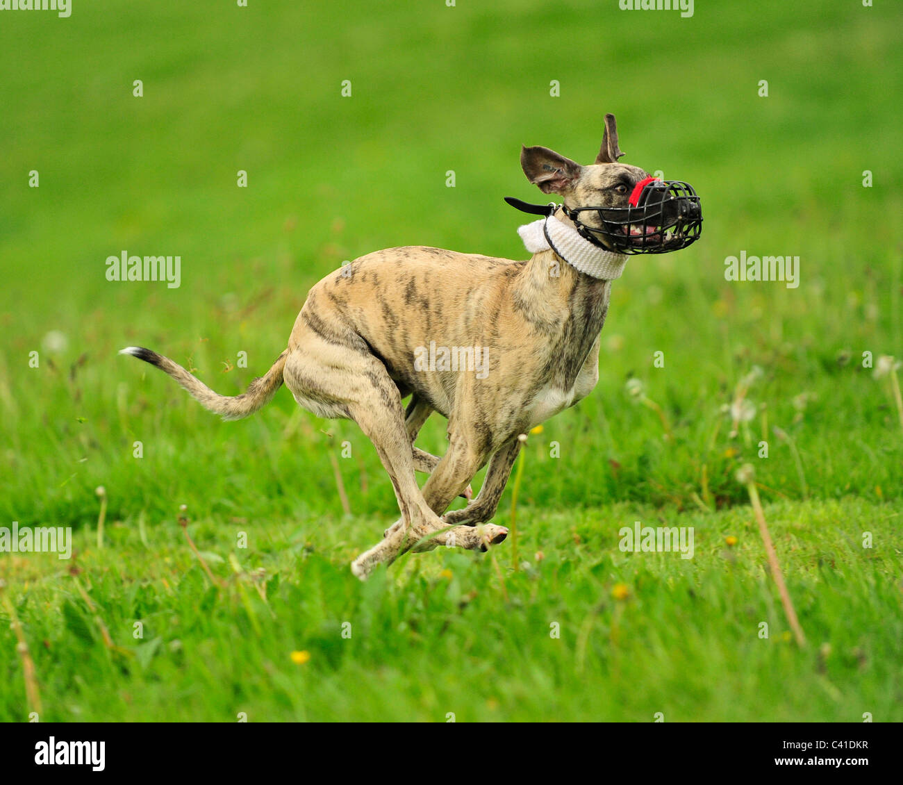 Whippet racing Foto Stock