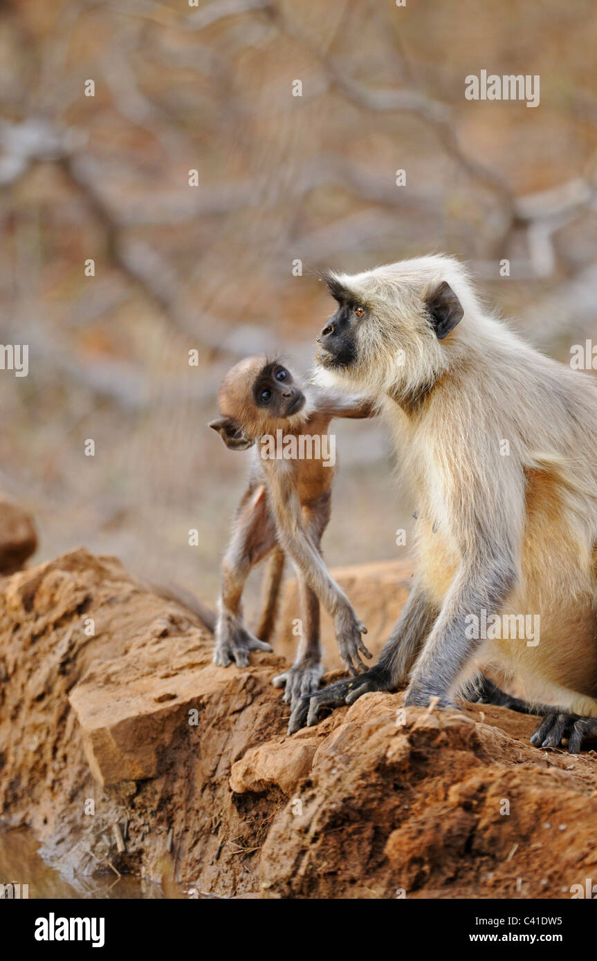 Una truppa di Langur (Presbytis entellus) scimmie con i lattanti in Ranthambhore riserva della tigre Foto Stock