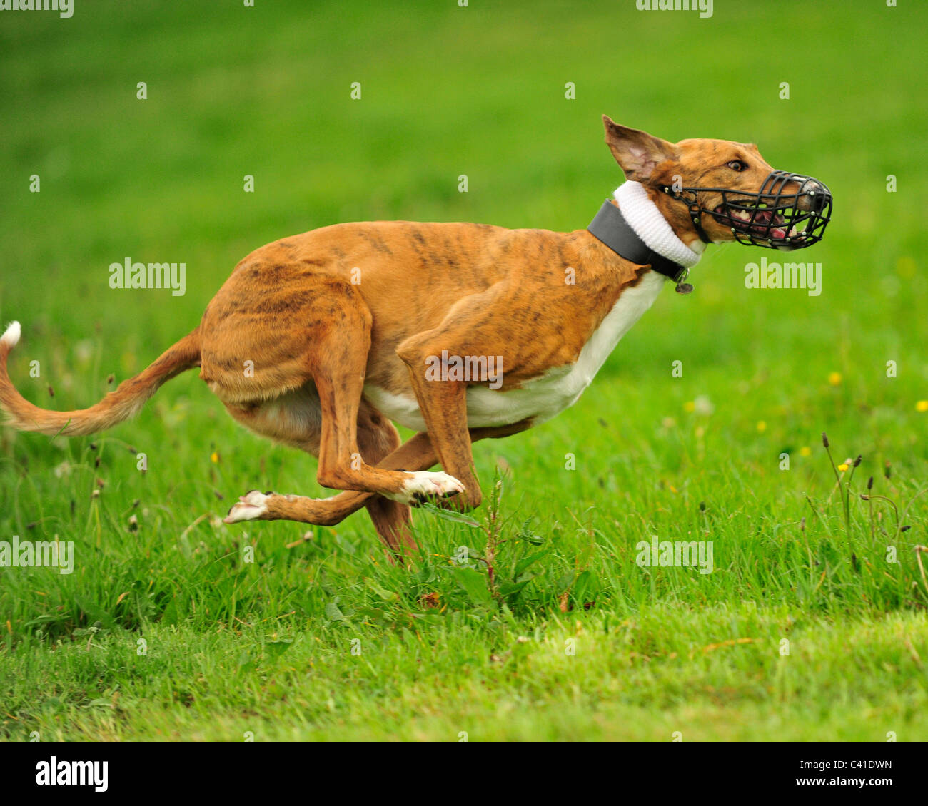 Il greyhound racing Foto Stock