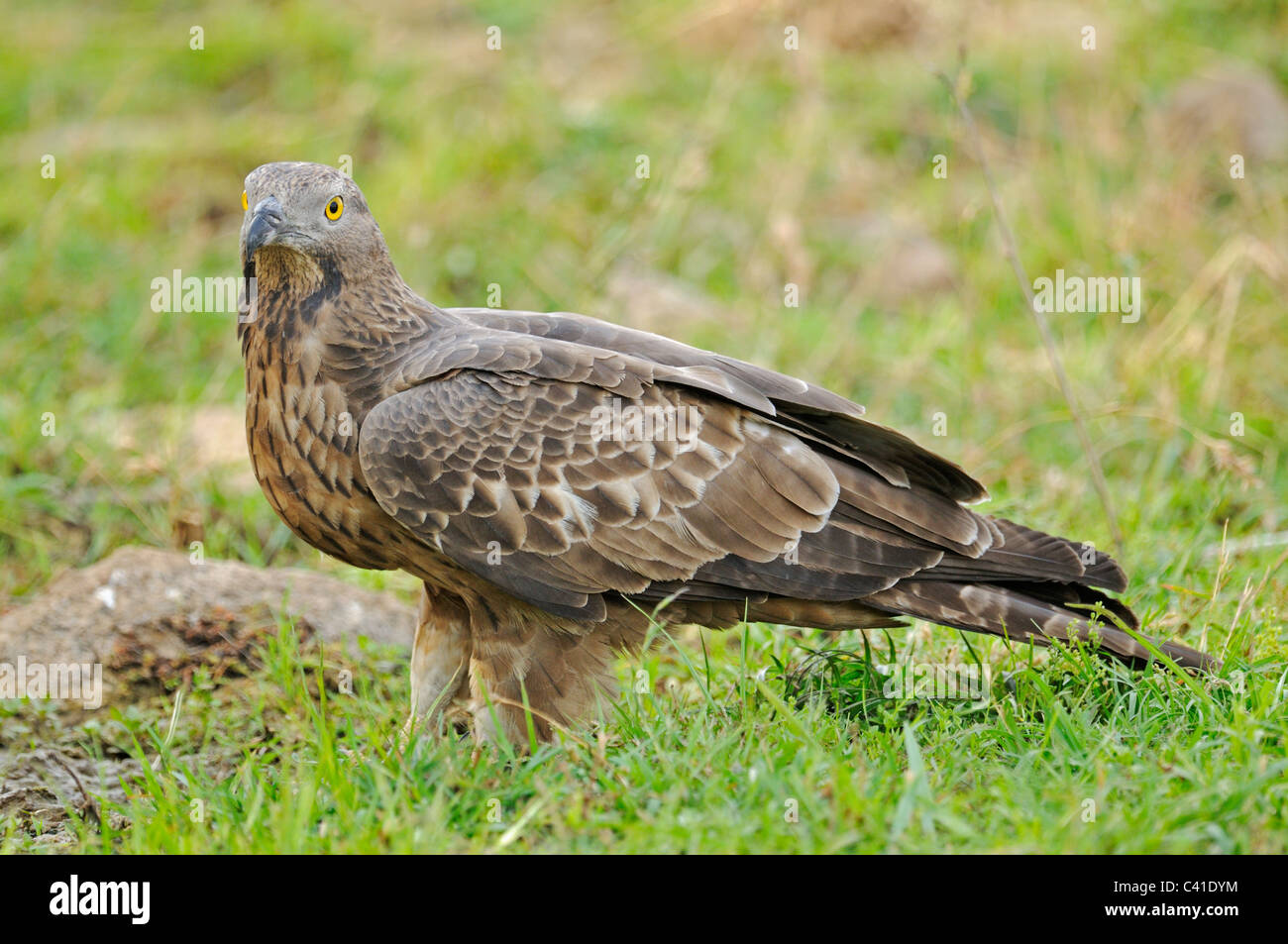 Oriental Falco Pecchiaiolo (Pernis ptilorhynchus) nel Parco nazionale di Ranthambore Foto Stock