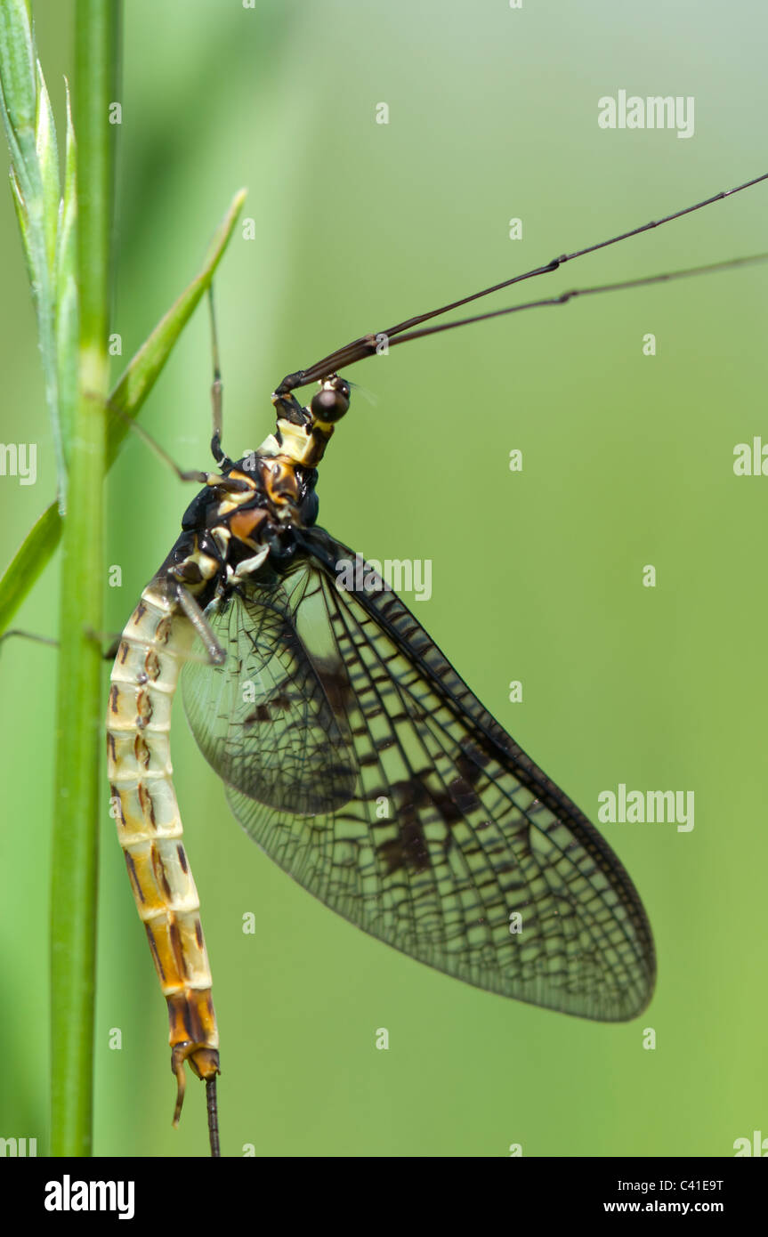 Mayfly (Ephemera danica), Hampshire, Regno Unito Foto Stock