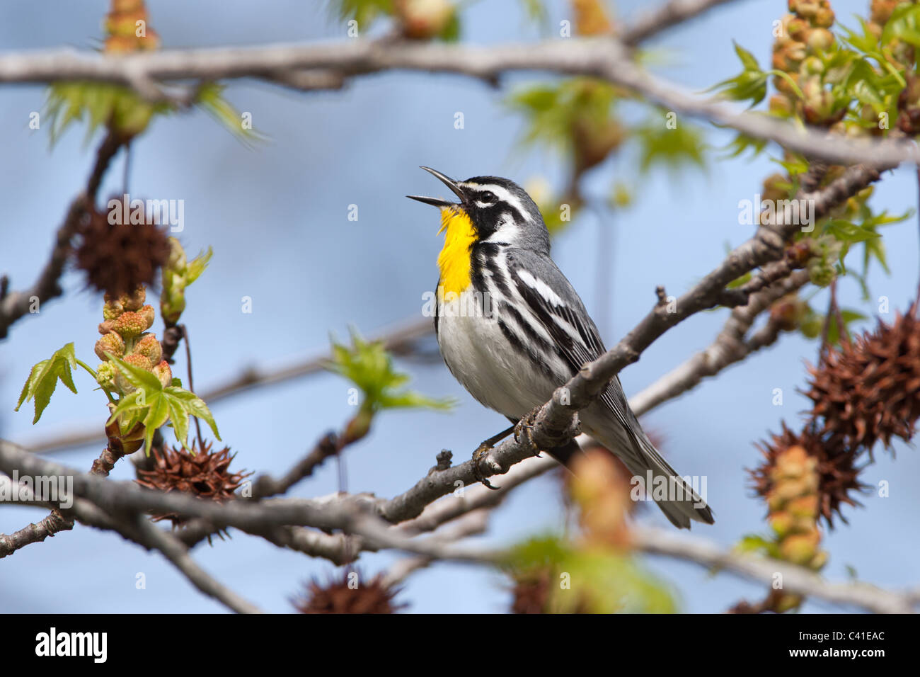 Giallo-throated trillo cantando in Sweetgum Tree Foto Stock