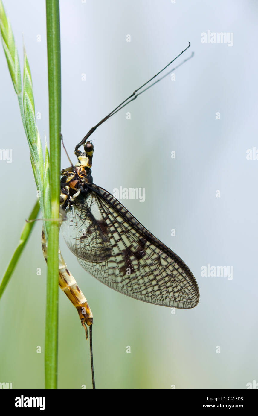 Mayfly (Ephemera danica), Hampshire, Regno Unito Foto Stock
