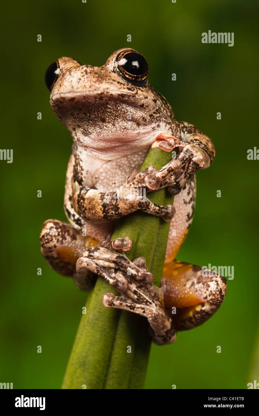 North American grigio Raganella [Hyla versicolor] aggrappati ad una foglia, ritratto Foto Stock