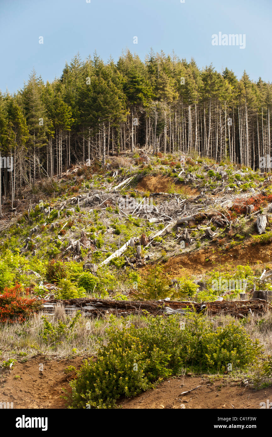 Danni da foresta chiara-tagli possono essere visto intorno a Cape Lookout State Park sulla costa dell'Oregon. Foto Stock