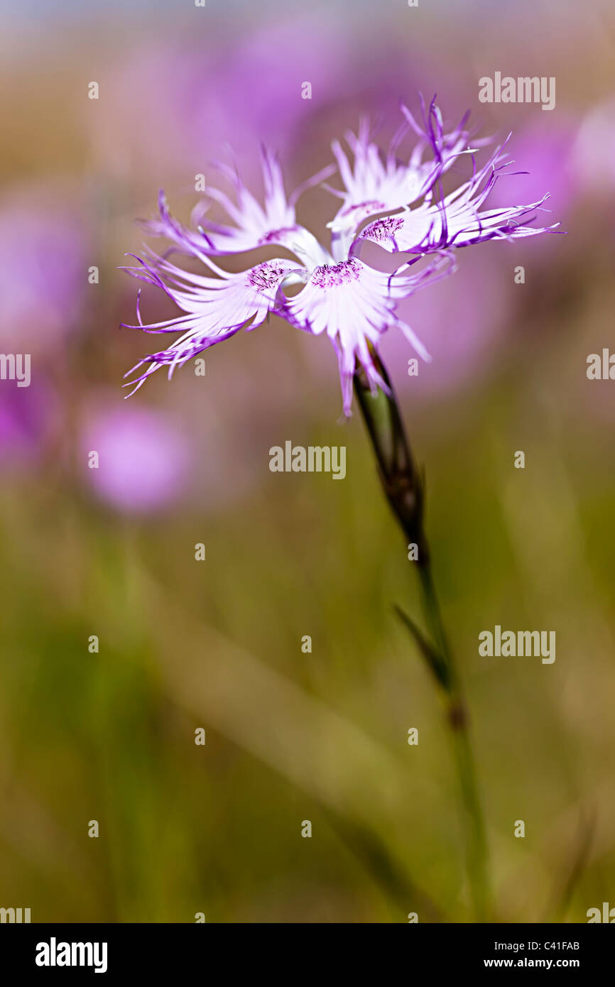 Grandi Pink Dianthus superbus fioritura sul Coll d'Ordino Andorra di montagna Foto Stock