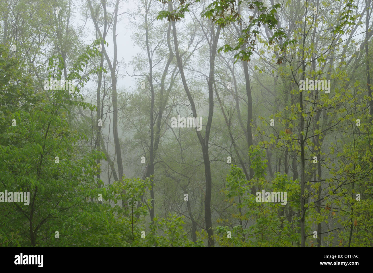 Vista di alberi in una foresta verde su una mattinata nebbiosa nella primavera del toronto Foto Stock