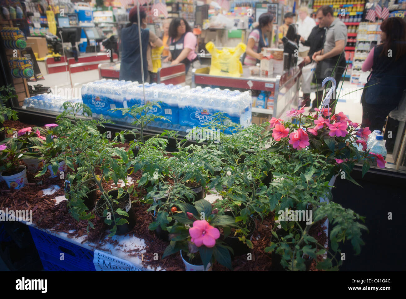 Fiori e piante per la vendita al di fuori di un supermercato a New York il mercoledì 25 maggio, 2011. (© Richard B. Levine) Foto Stock