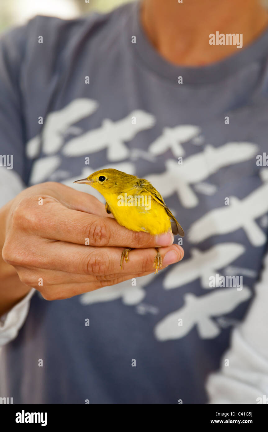 Un trillo giallo è trattenuto per l'esame durante un uccello di bande evento organizzato dalla Università del Montana di influenza Science Center. Foto Stock