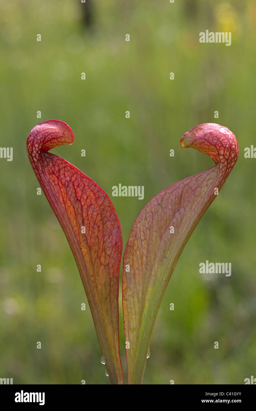 Due brocche del pappagallo carnivore pianta brocca Sarracenia psittacina Southeastern USA Foto Stock