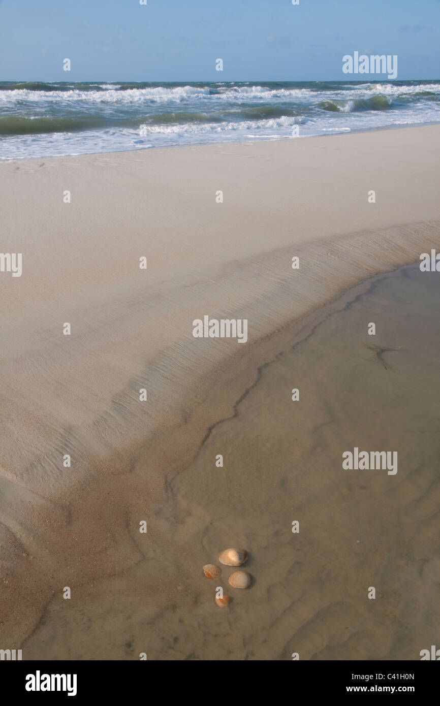 Scaloppina sparse conchiglie sulla spiaggia Florida USA Foto Stock