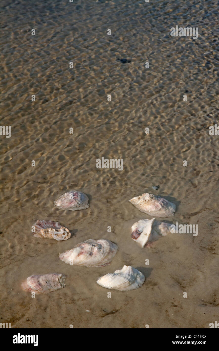 Oyster vuote conchiglie sulla spiaggia Florida USA Foto Stock