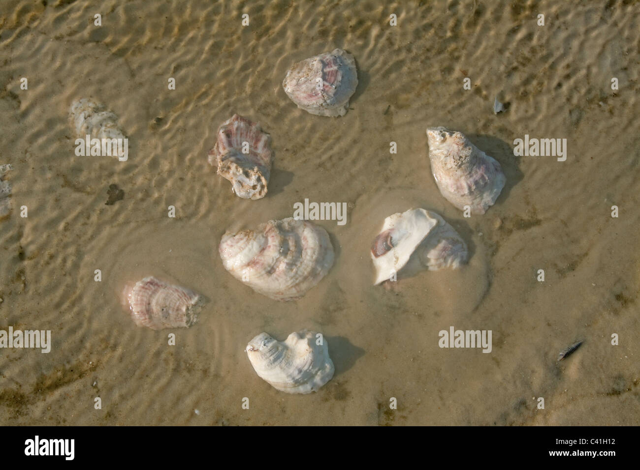 Oyster vuote conchiglie sulla spiaggia Florida USA Foto Stock
