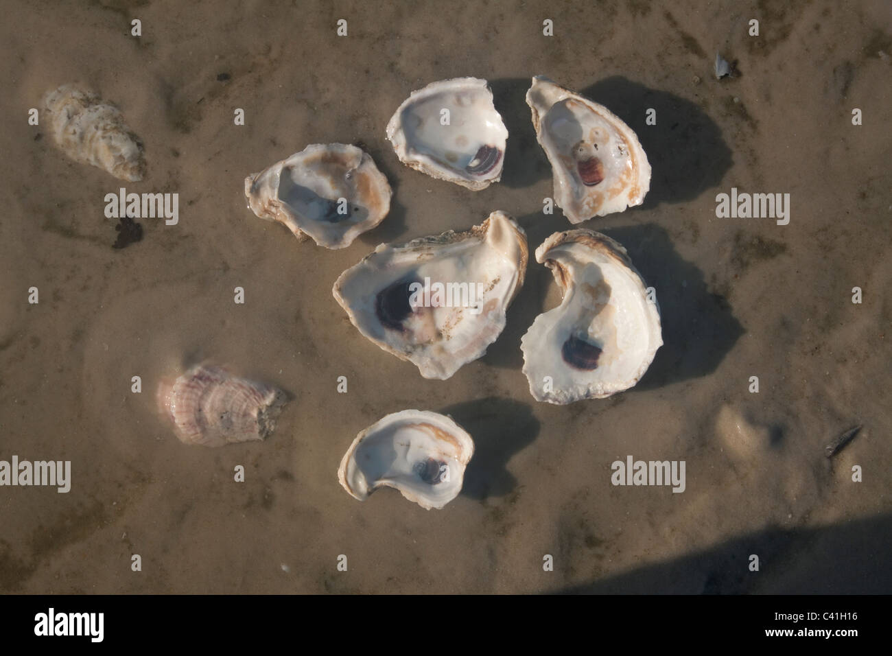 Oyster vuote conchiglie sulla spiaggia Florida USA Foto Stock