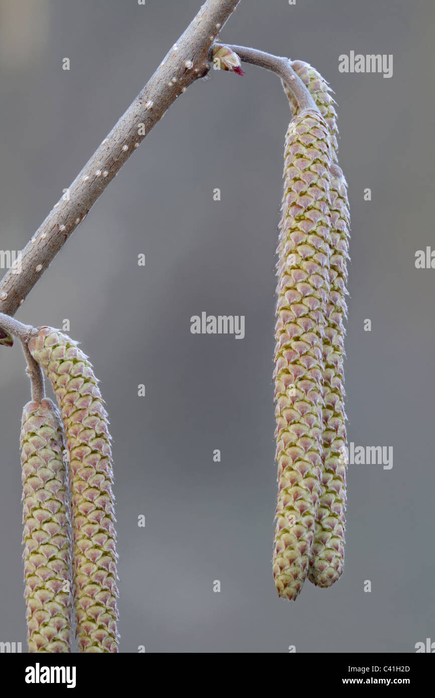 Maschio e femmina di fiori di hazelbert, Corylus sp. Foto Stock