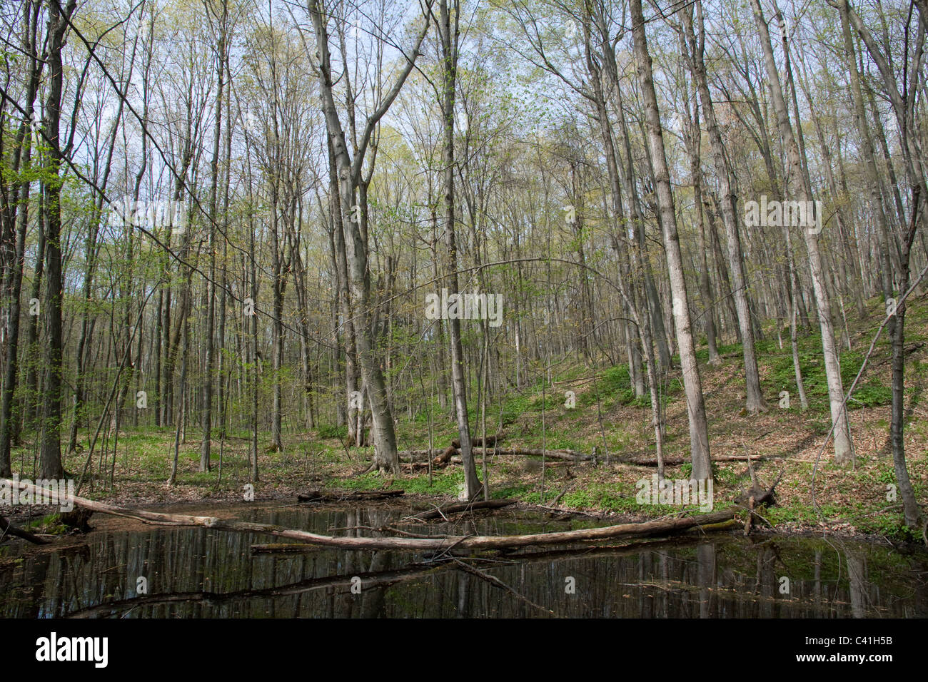 La molla stagno e climax foresta Maple Acer saccharum & American Beech Fagus grandifolia E USA Foto Stock