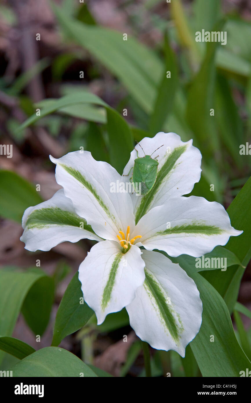 Green Stink Bug (Acrosternum hilare) su Phytoplasmic infected Large White-Flowered Trillium (T. granulorum) Michigan USA, di Dembinsky Photo Assoc Foto Stock