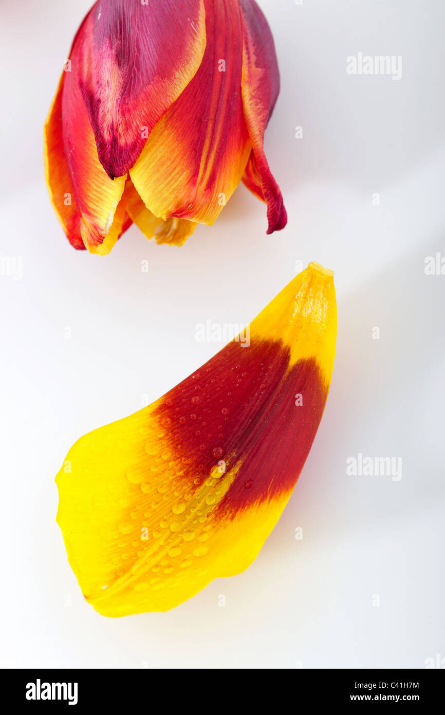 aroma, arte, sfondo, celebrativo, decorativo, floris, fiore, felicità, vacanza, amore, naturale, design naturale, petali, foto Kazimierz Jurewicz, Foto Stock