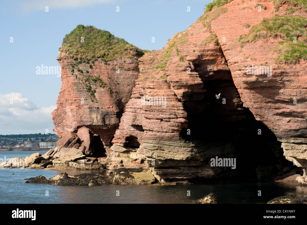 Ergo,Grotte,rocce, formazione di roccia,Seaguls e Torbay promontorio sulla costa del Devon Foto Stock