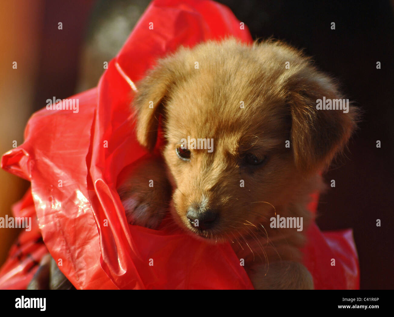 Puppy in busta di plastica Foto Stock