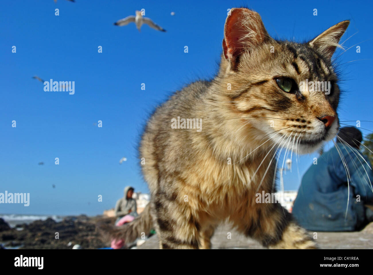 Feral cat aggirava a Essaouira, Marocco Foto Stock