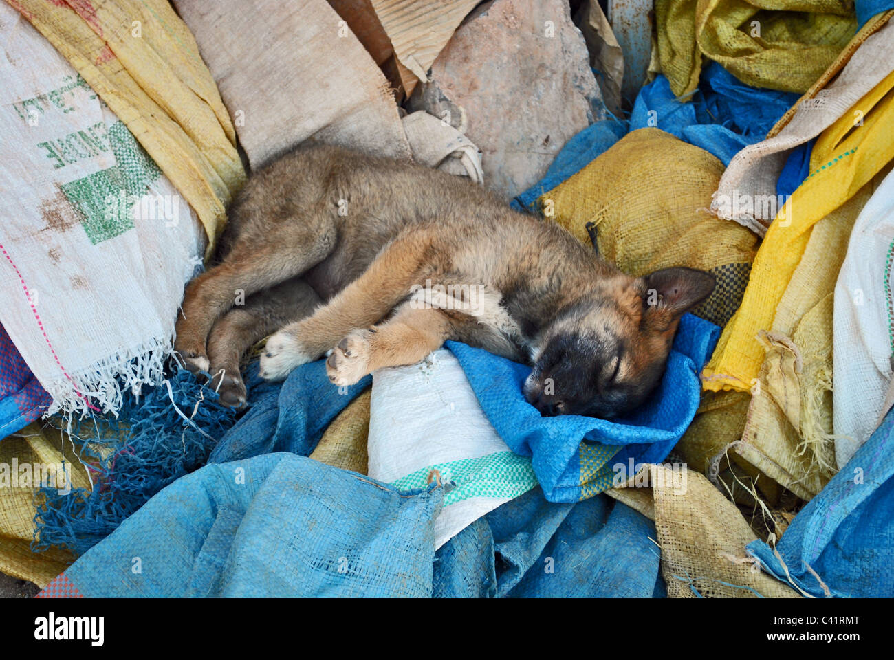 Sleeping cucciolo, Marocco Foto Stock