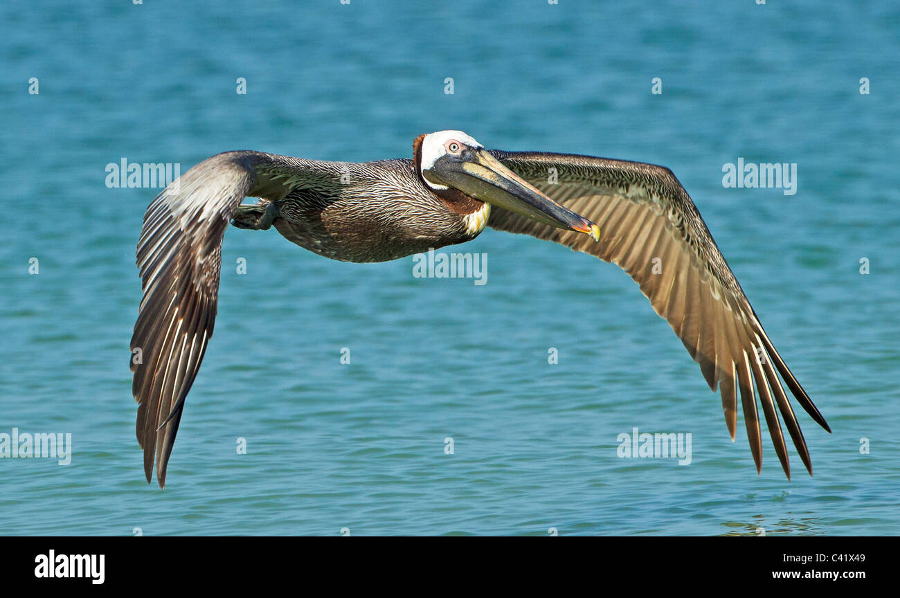 Grandi ponderoso acqua uccello volando a bassa quota sopra il mare a Fort De Soto, Florida. Foto Stock