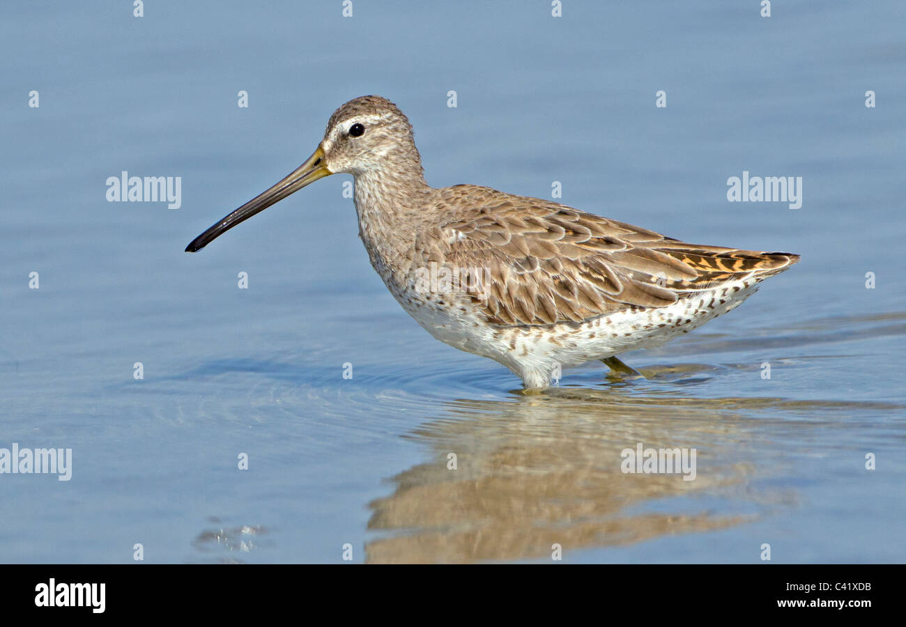 Short-Billed Dowitcher in acque poco profonde. Foto Stock