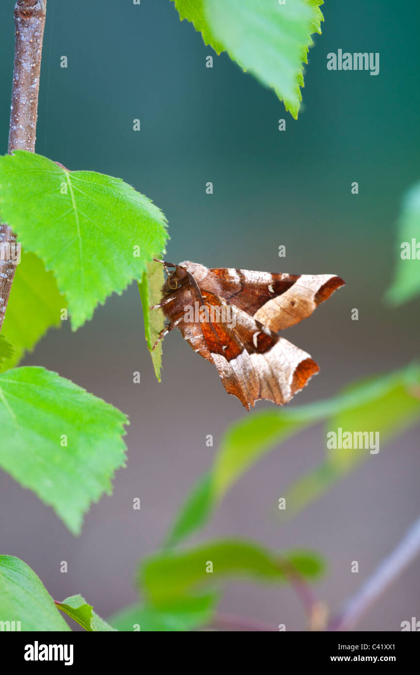 Viola Thorn Selenia tetralunaria falena adulta a riposo su una foglia di betulla Foto Stock