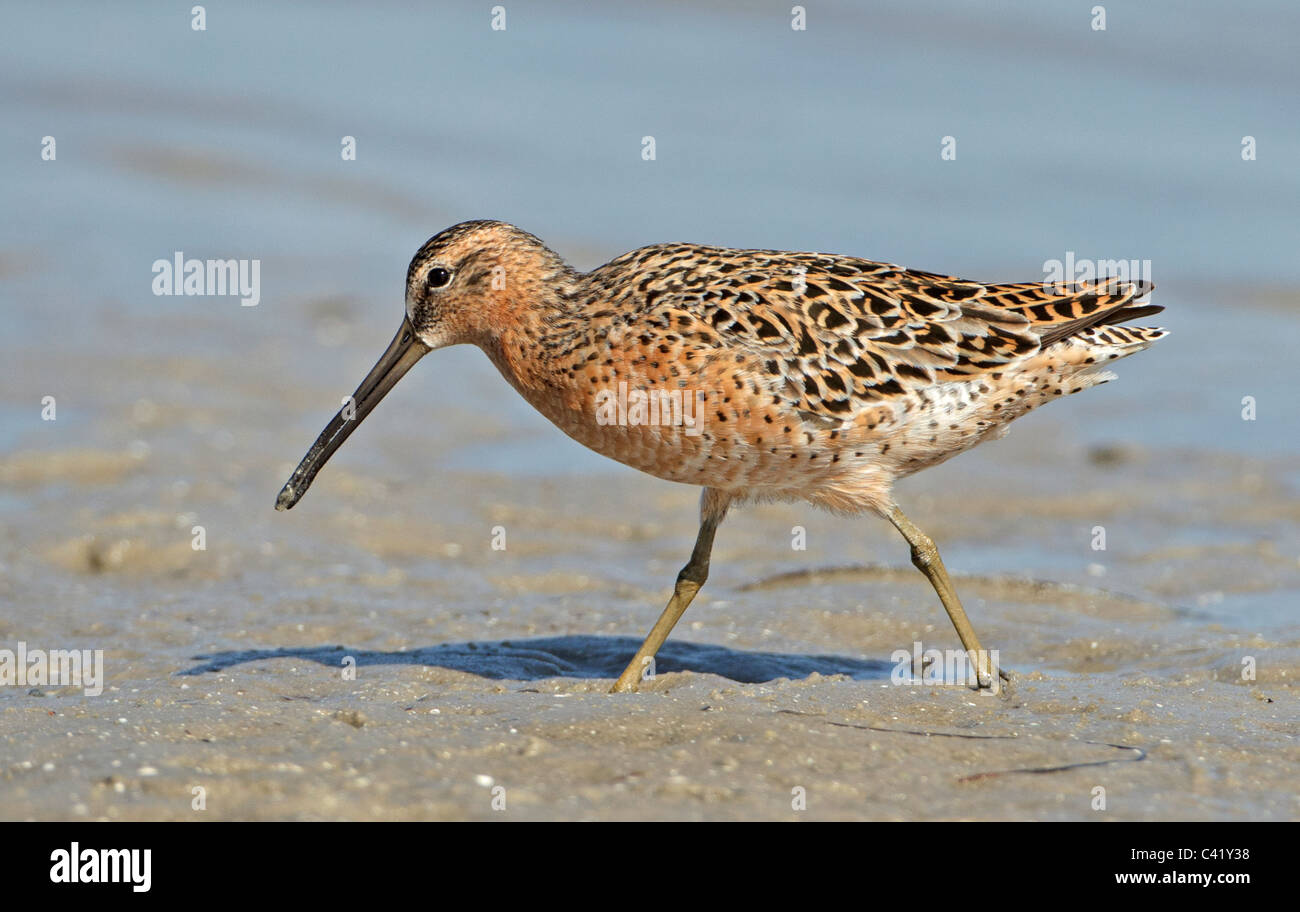Short-Billed Dowitcher in spiaggia a est di Fort De Soto in Florida. Foto Stock