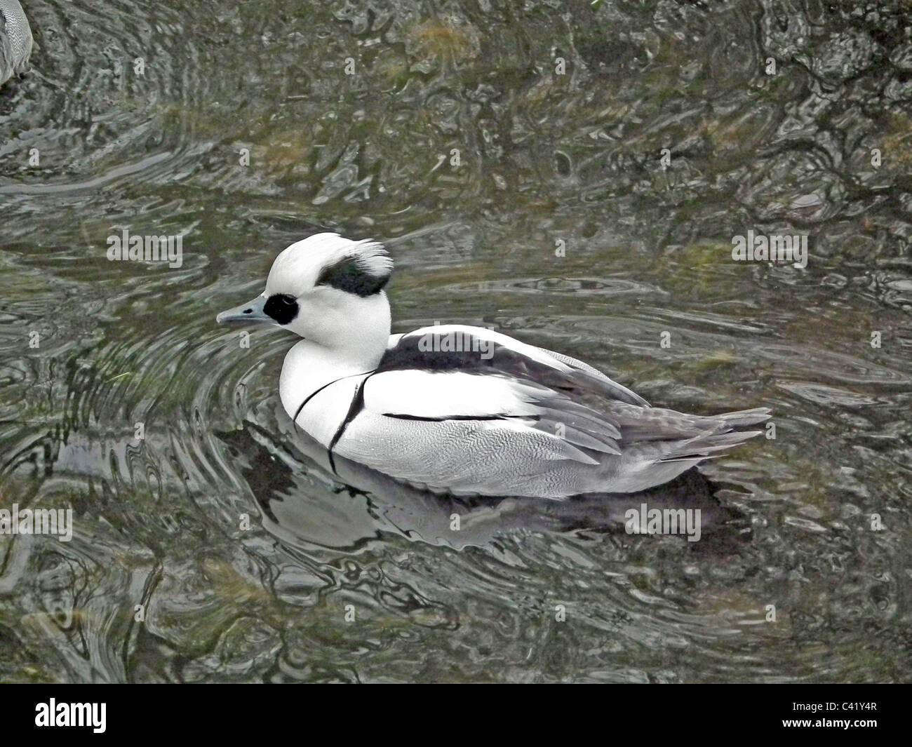 Maschio (SMEW Mergellus albellus) a Castle Espie fauna selvatica e zone umide Trust Reserve , Irlanda del Nord. Foto Tony Gale Foto Stock