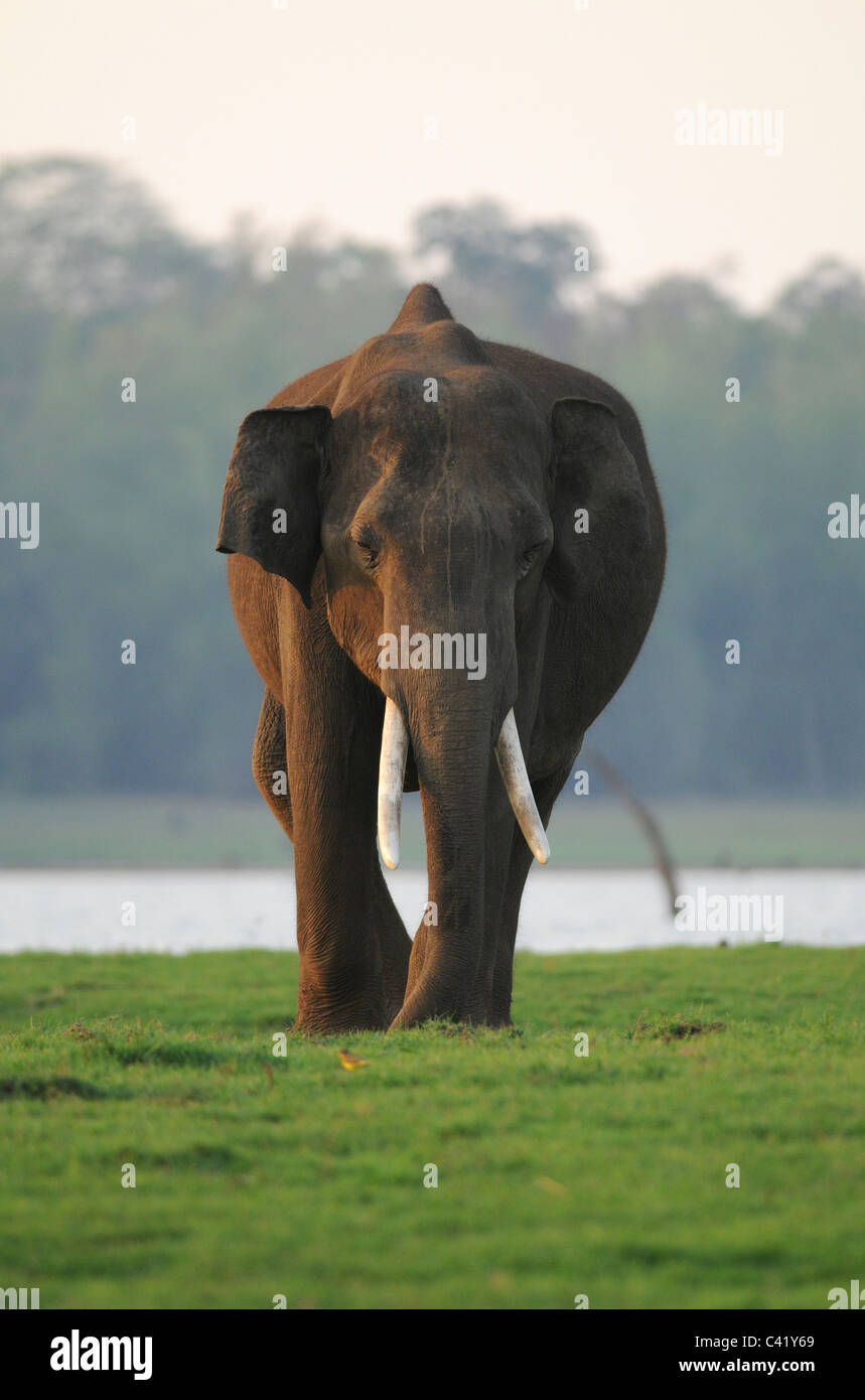 Un giovane maschio di elefante asiatico in un'isola nel fiume Kabini in Nagarahole Riserva della Tigre, India nella luce della sera Foto Stock