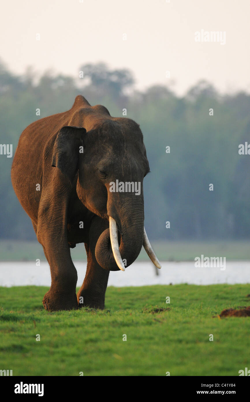 Un giovane maschio di elefante asiatico in un'isola nel fiume Kabini in Nagarahole Riserva della Tigre, India nella luce della sera Foto Stock