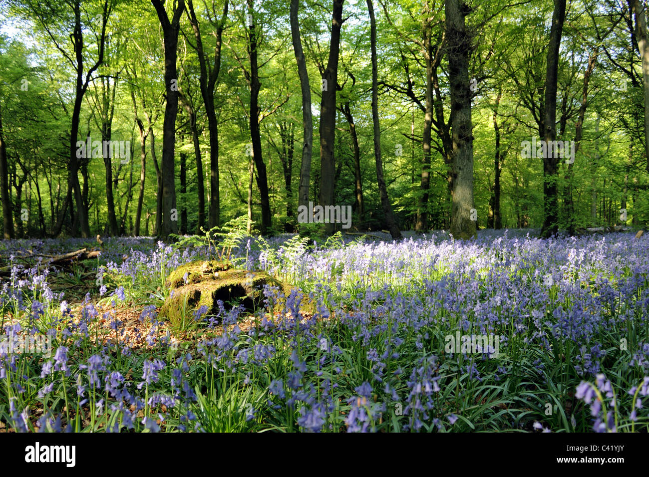 Bluebell woodland vicino a Dorking sulla North Downs, Surrey in Inghilterra REGNO UNITO Foto Stock
