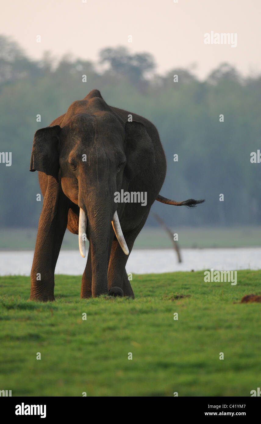 Un giovane maschio di elefante asiatico in un'isola nel fiume Kabini in Nagarahole Riserva della Tigre, India nella luce della sera Foto Stock