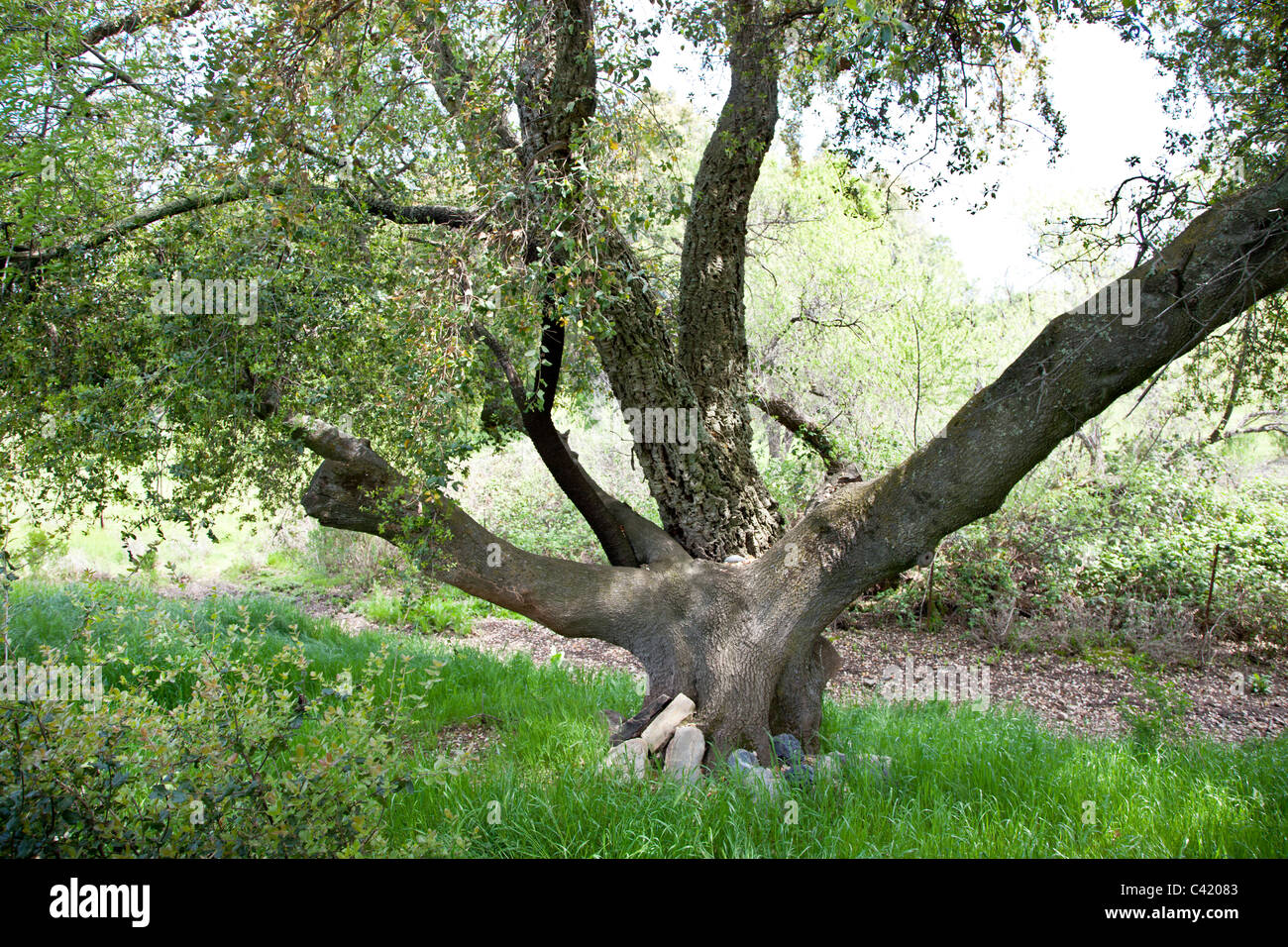 Innesto, tre alberi che crescono come "uno", quercia viva, quercia di sughero e mandorla. Foto Stock