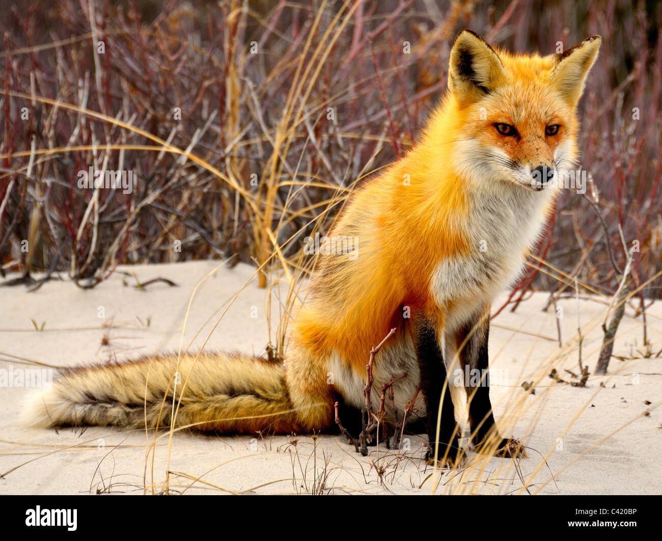 Red Fox di Island Beach State Park, NJ USA. Foto Stock