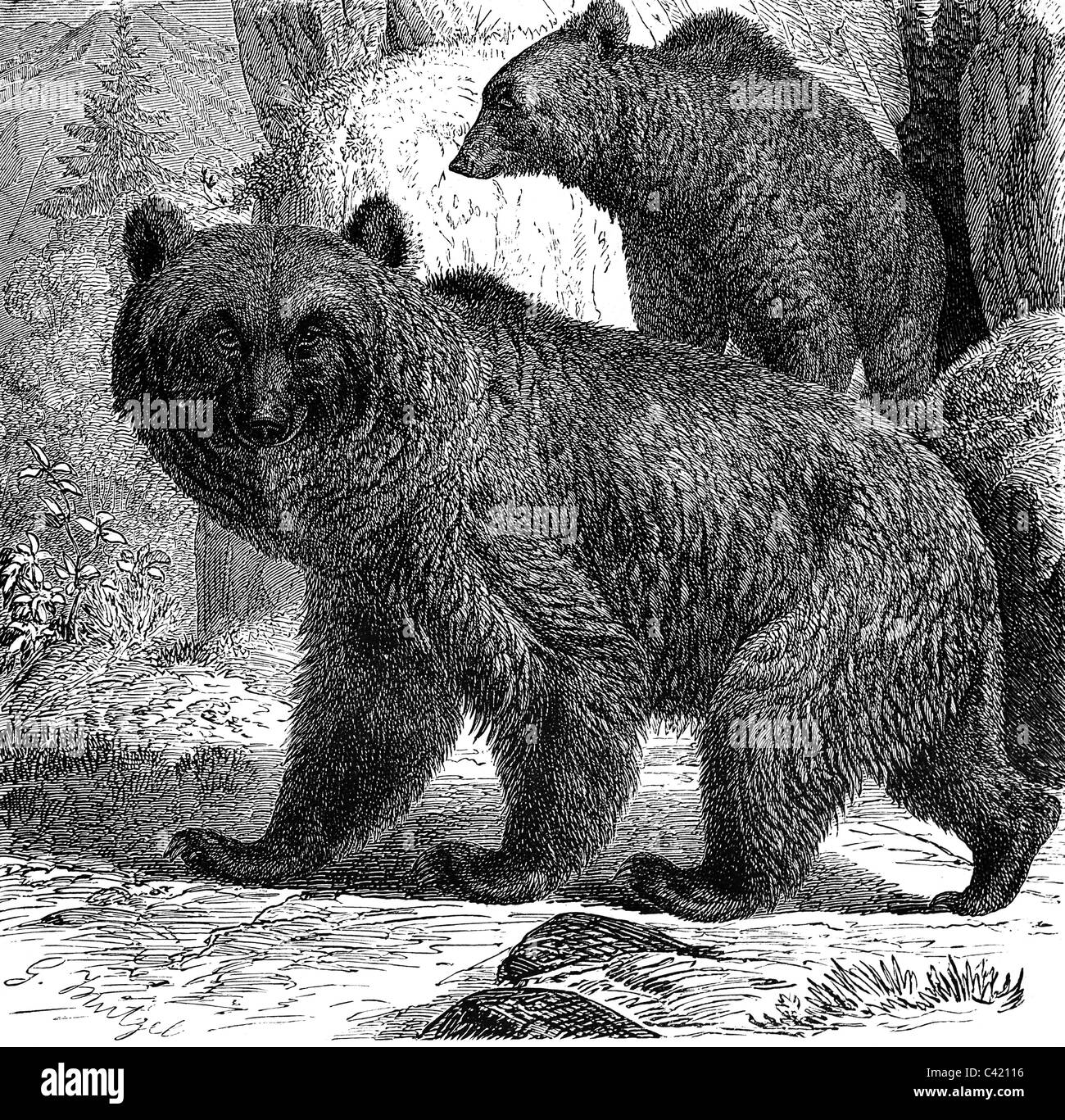 zoologia, mammiferi, orsi, orso bruno (Ursus arctos), incisione del legno dopo disegno di Robert Kretschmer, illustrazione di 'Brehm's Tierleben' di Alfred Brehm, 1863, Additional-Rights-Clearences-Not Available Foto Stock